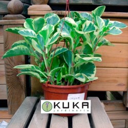 Peperomia obtusifolia variegata