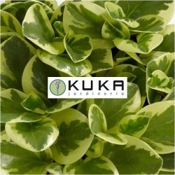 Peperomia obtusifolia variegata