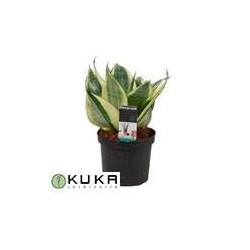 Sansevieria hannii golden