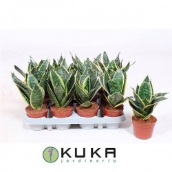 Sansevieria hannii golden