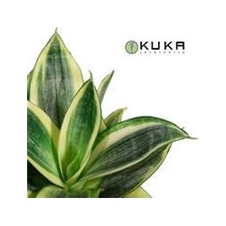 Sansevieria hannii golden