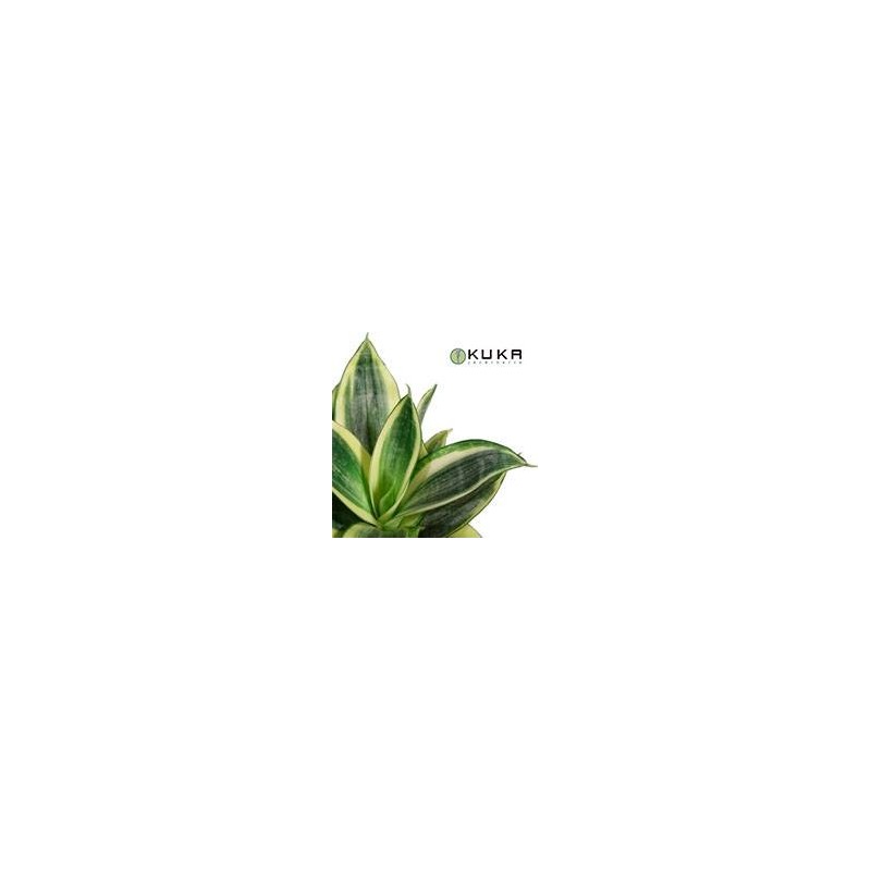 Sansevieria hannii golden