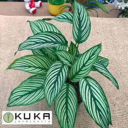 Calathea pinstripe