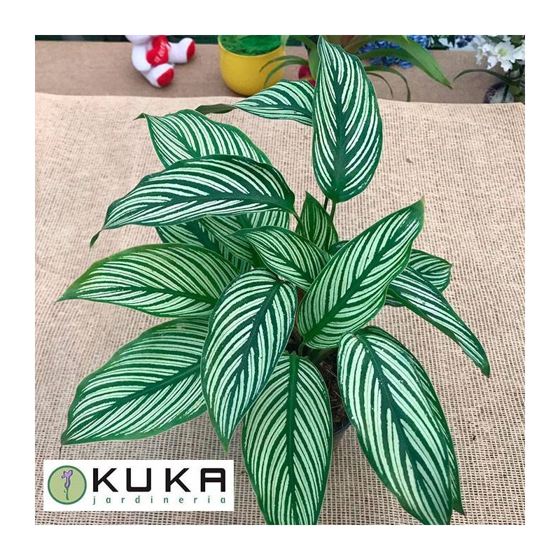 Calathea pinstripe