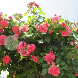 Rosal lloron les quatre...