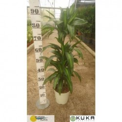 Dracaena hawaii sunshine