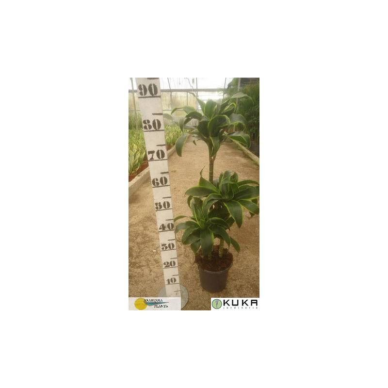 Dracaena deremensis dorado