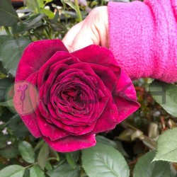 Rosal black perfumela