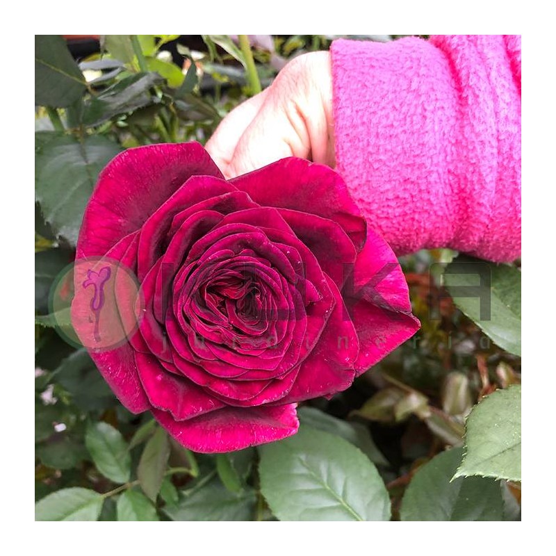 Rosal black perfumela