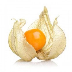 Rhypsalis