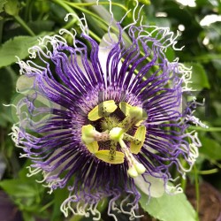 Passiflora edulis