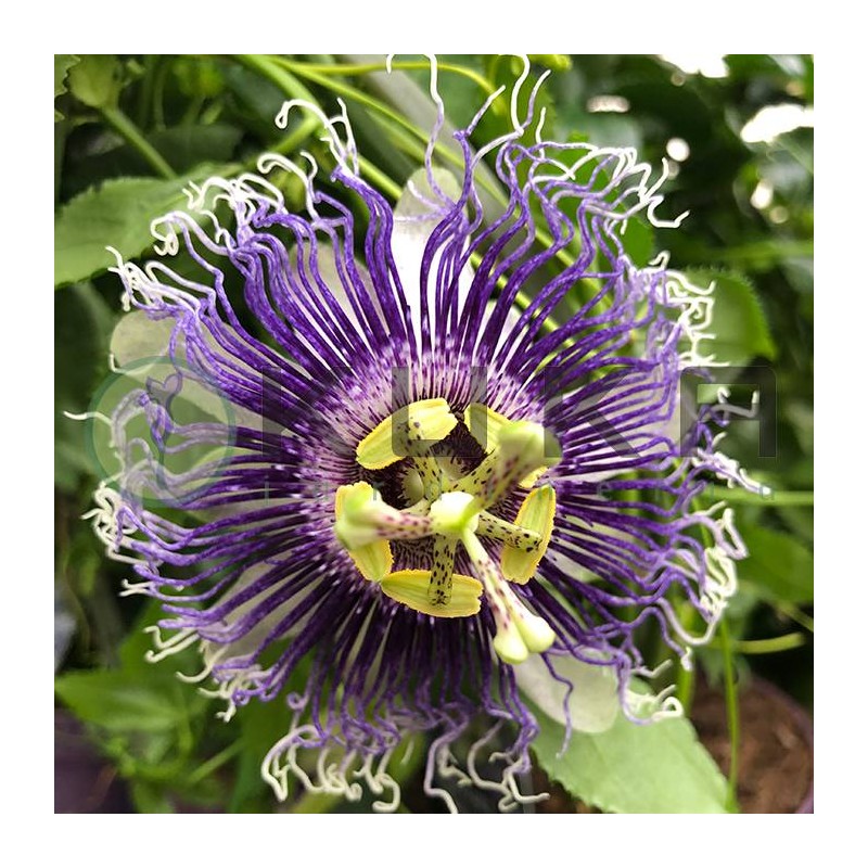 Passiflora edulis
