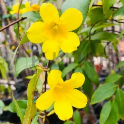 Gelsemiun sempervirens