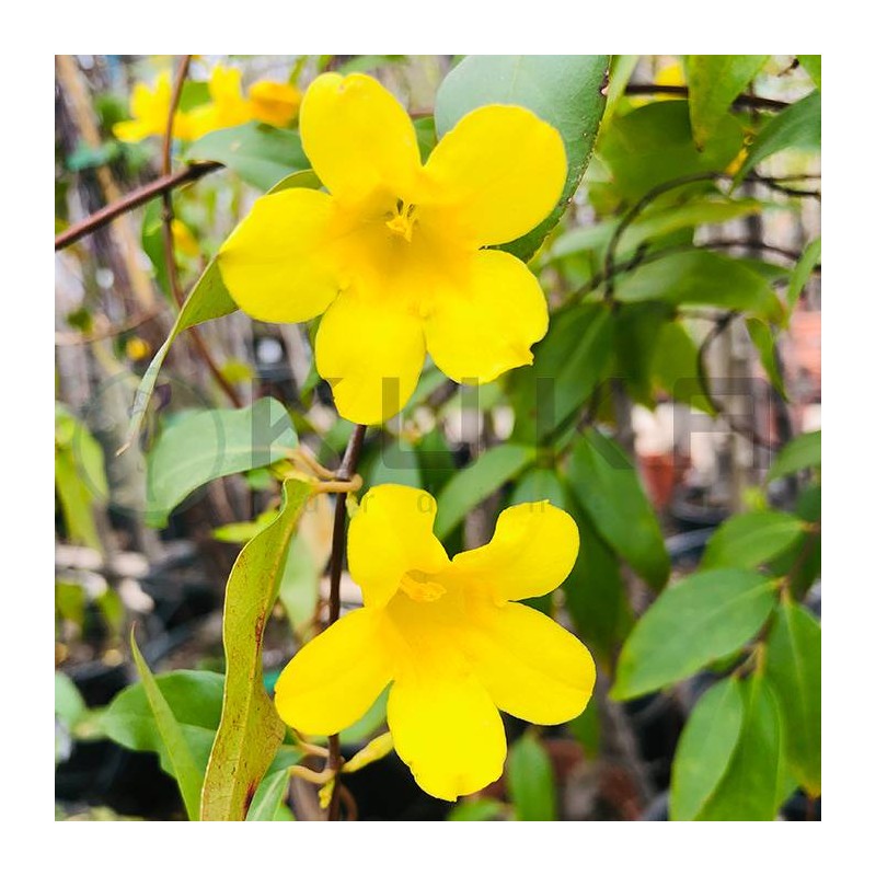 Gelsemiun sempervirens