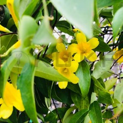 Gelsemiun sempervirens
