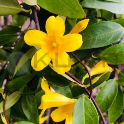 Gelsemiun sempervirens