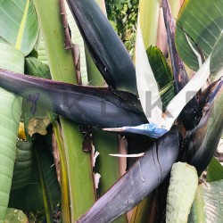 Strelitzia Augusta