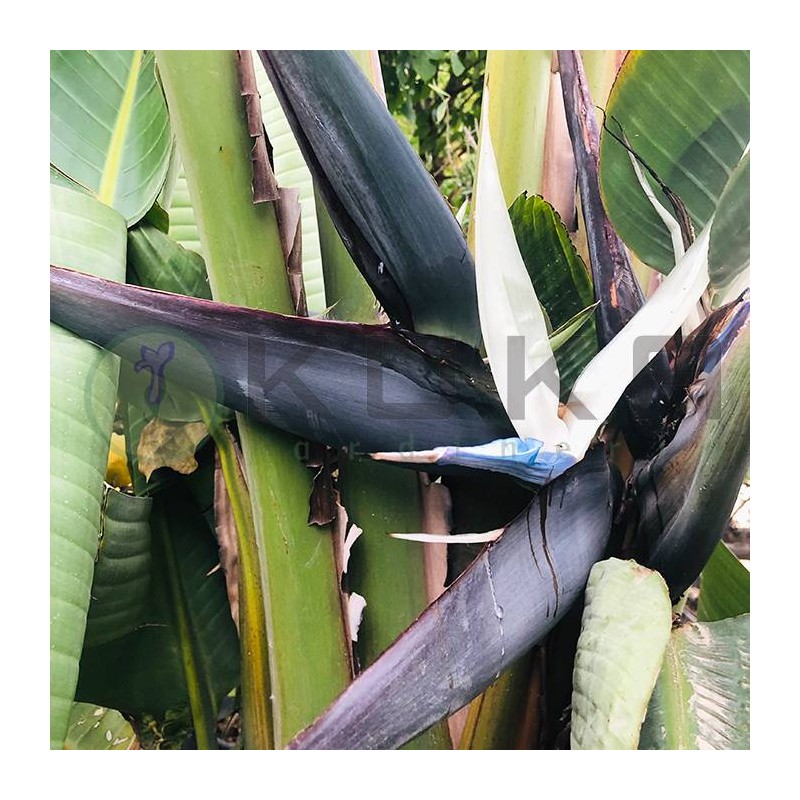 Strelitzia Augusta