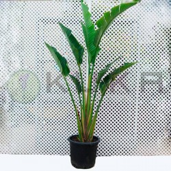 Strelitzia Augusta