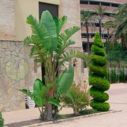 Strelitzia Augusta
