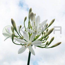 Agapanthus Africanus