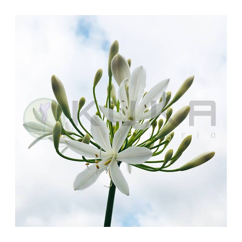 Agapanthus Africanus