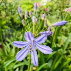 Agapanthus Africanus