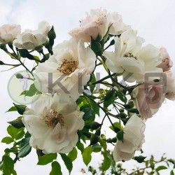 Rosal lloron ice meilland
