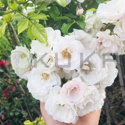 Rosal lloron ice meilland