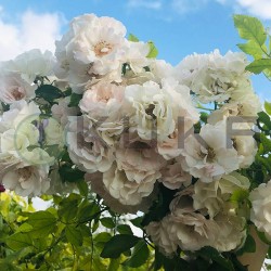 Rosal lloron ice meilland