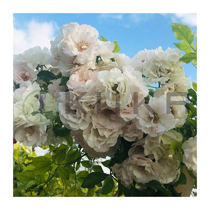 Rosal lloron ice meilland