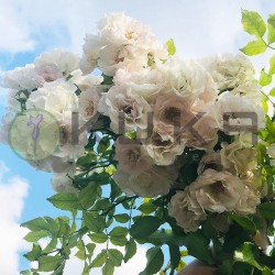 Rosal lloron ice meilland