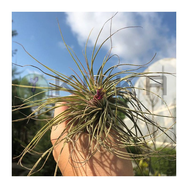 Tillandsia magnusiana