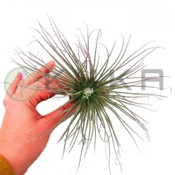 Tillandsia magnusiana