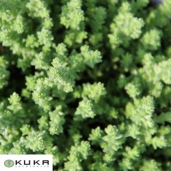 Sedum sexangulare
