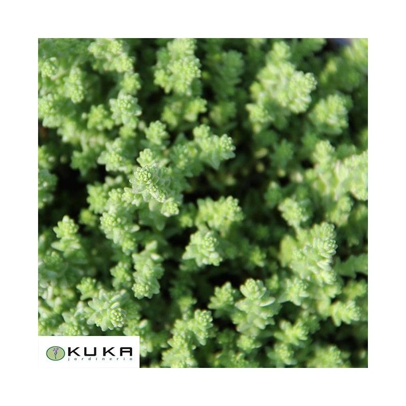 Sedum sexangulare