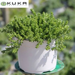 Sedum sexangulare