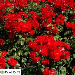 Rosal trepador la sevillana