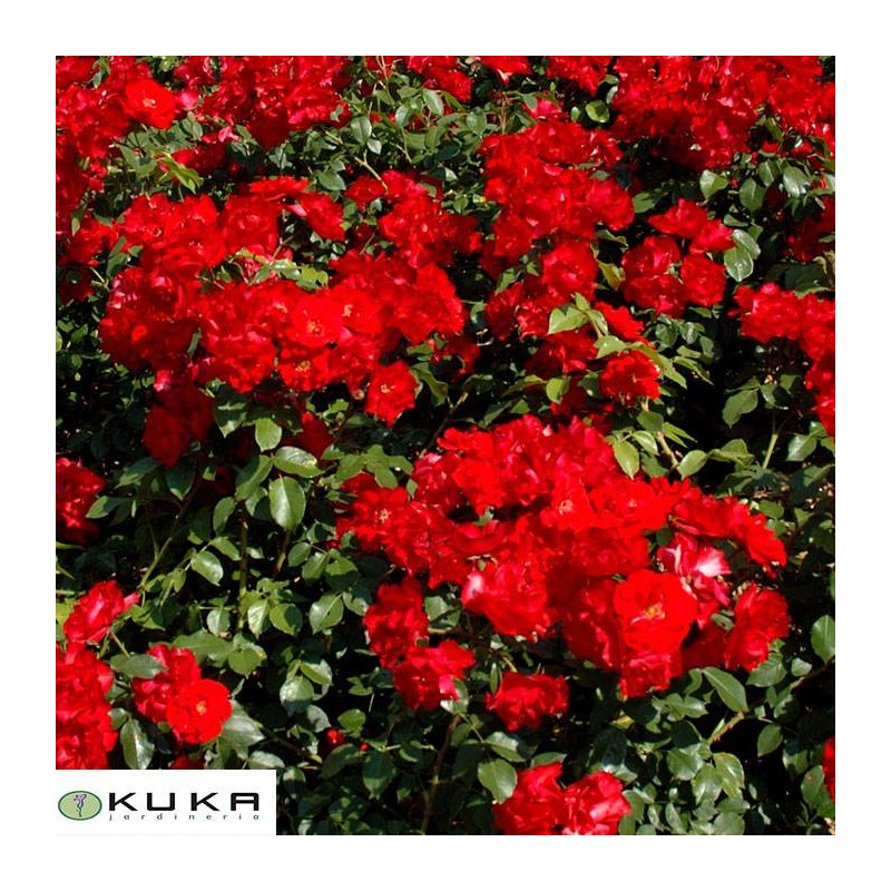 Rosal trepador la sevillana