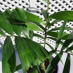 WODYETIA BIFUCARTA