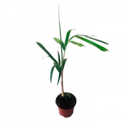 WODYETIA BIFUCARTA