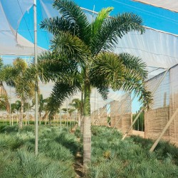 WODYETIA BIFUCARTA