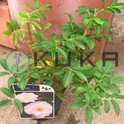 Rosal rugosa white perfection