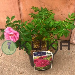 Rosal rugosa roseraie de l'haye