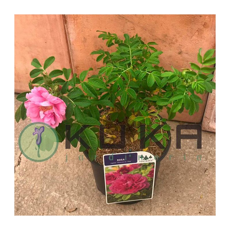 Rosal rugosa roseraie de l'haye