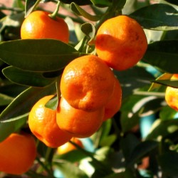 KALAMUNDIN