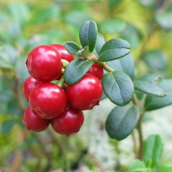 Arándano rojo