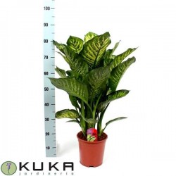 Dieffenbachia maroba