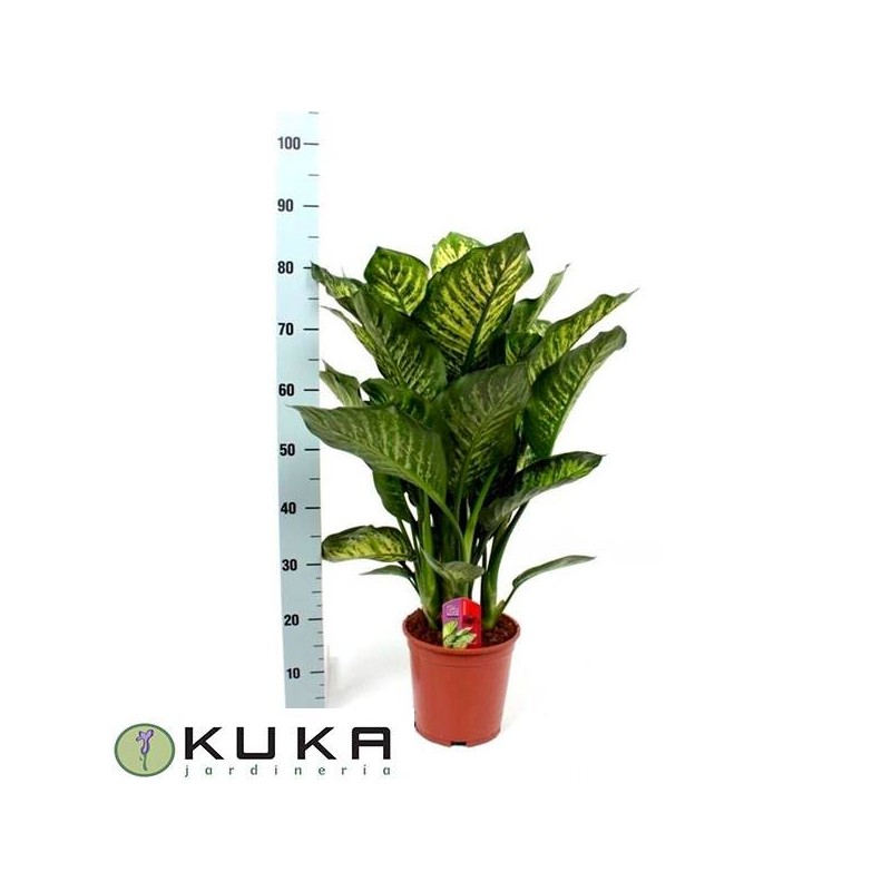 Dieffenbachia maroba