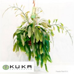 Pseudorhipsalis ramulosa